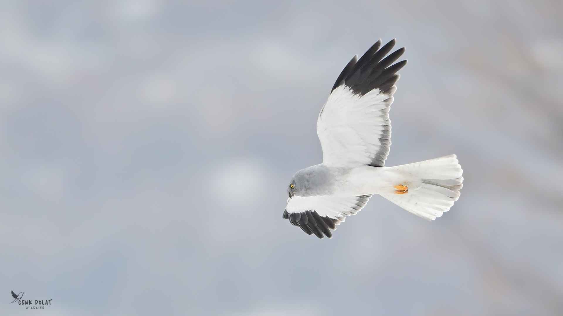 Hen Harrier